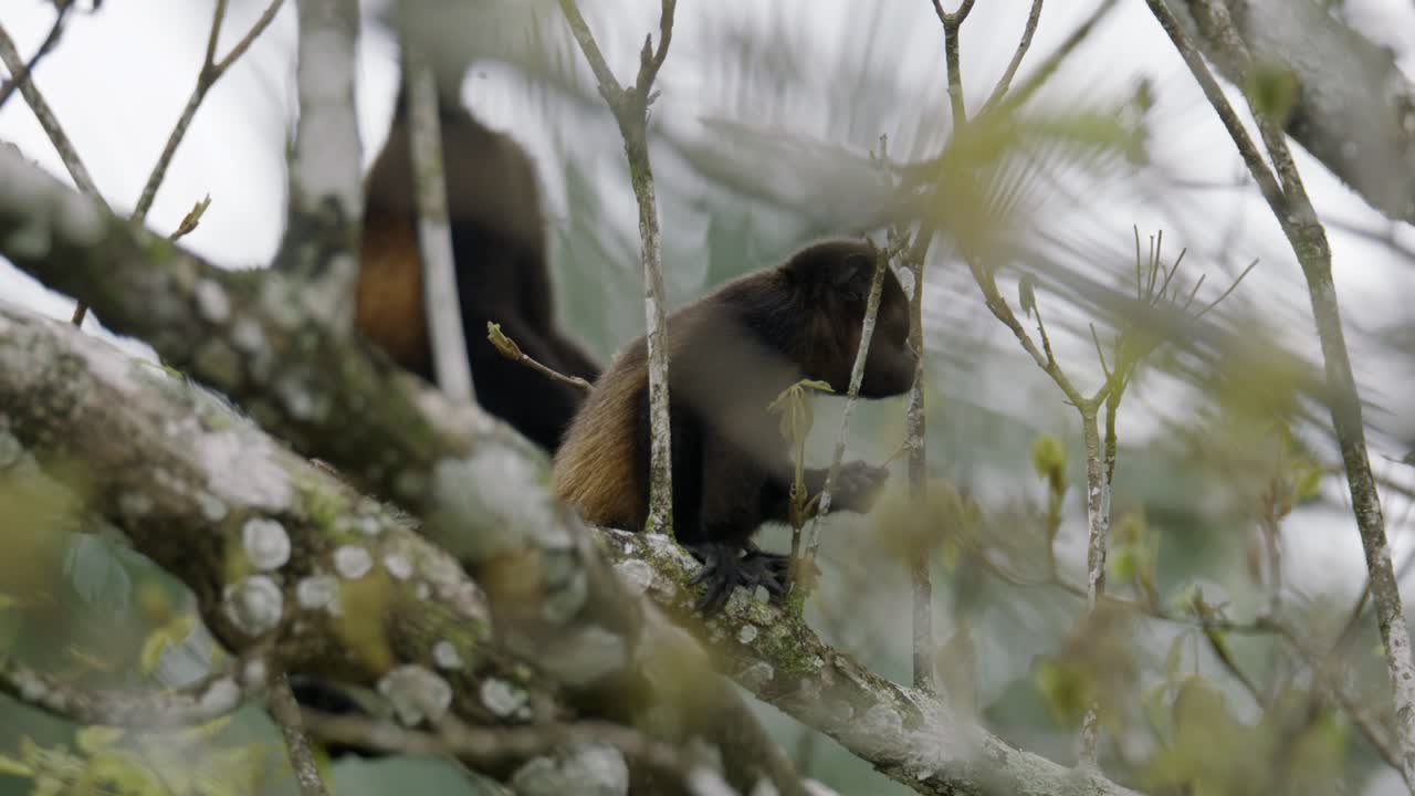 los monos aulladores comen hojas frescas y jugosas en el dosel del bosque escaso de costa rica.