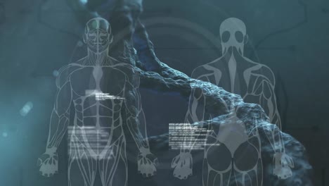 Animation-of-3d-dna-strand-spinning-and-data-processing-over-human-models