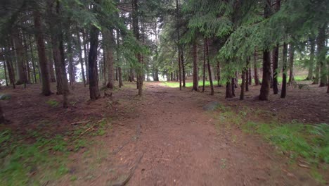 peaceful forest path