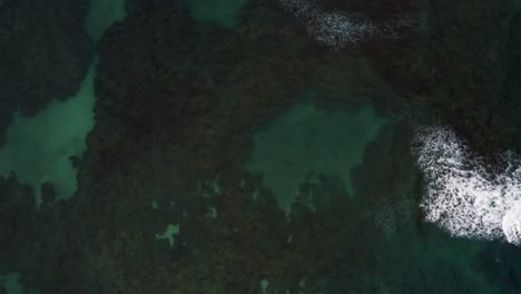 ojo de pájaro de arriba hacia abajo tiro aéreo de drones pasando sobre hermosas aguas verdes cristalinas con rocas y algas debajo en el famoso puerto de galinhas o playa de puerto de pollo en pernambuco, brasil