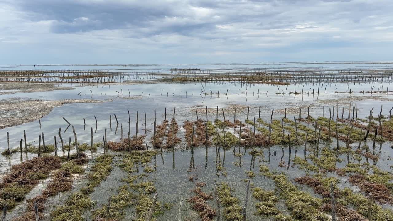 Zanzibar's seaweed farming, cloudy day. Tanzania