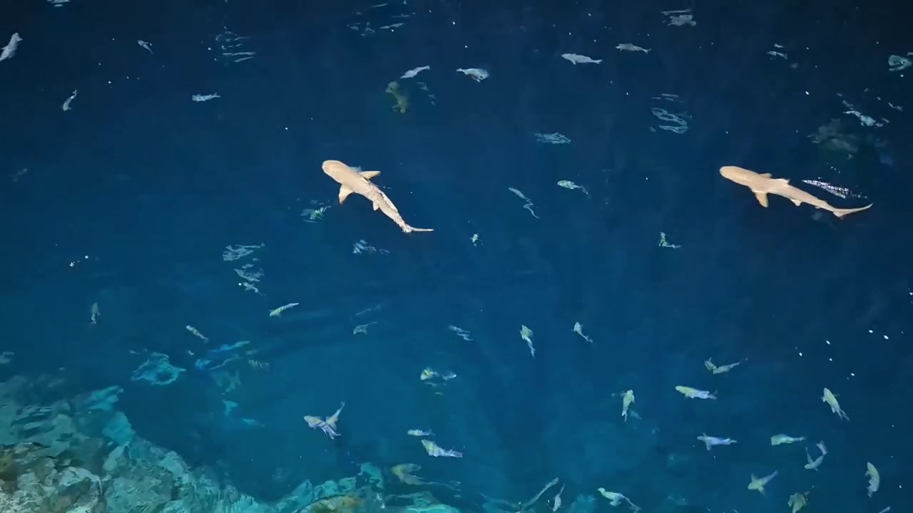 An overhead view captures one then two tawny nurse sharks cruising among colorful tropical fish above an illuminated coral reef in the deep blue waters of the Maldives.