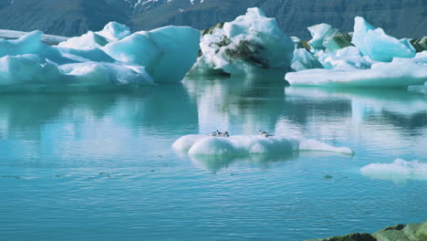 Küstenseeschwalbe,-Die-Auf-Einem-Eisberg-Im-Lagunensee-Jokulsarlon-Jökulsárlón,-Island,-Vorbeitreibt