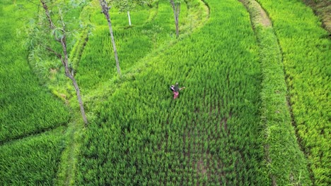 Vista-Aérea-De-Campos-De-Arroz-Verde-En-Lombok-Indonesia