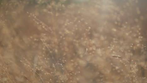 Filmische-Makro-Blumenaufnahme-Mit-Wunderschönem-Pollen-Und-Bokeh-Hintergrund