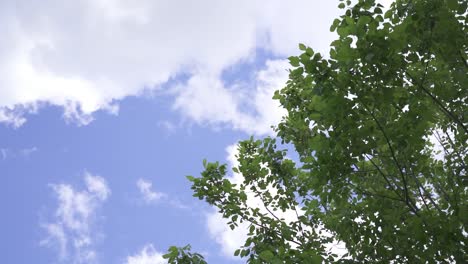 toma cinematográfica en cámara lenta de la hermosa naturaleza, el árbol con hojas y nubes en el cielo