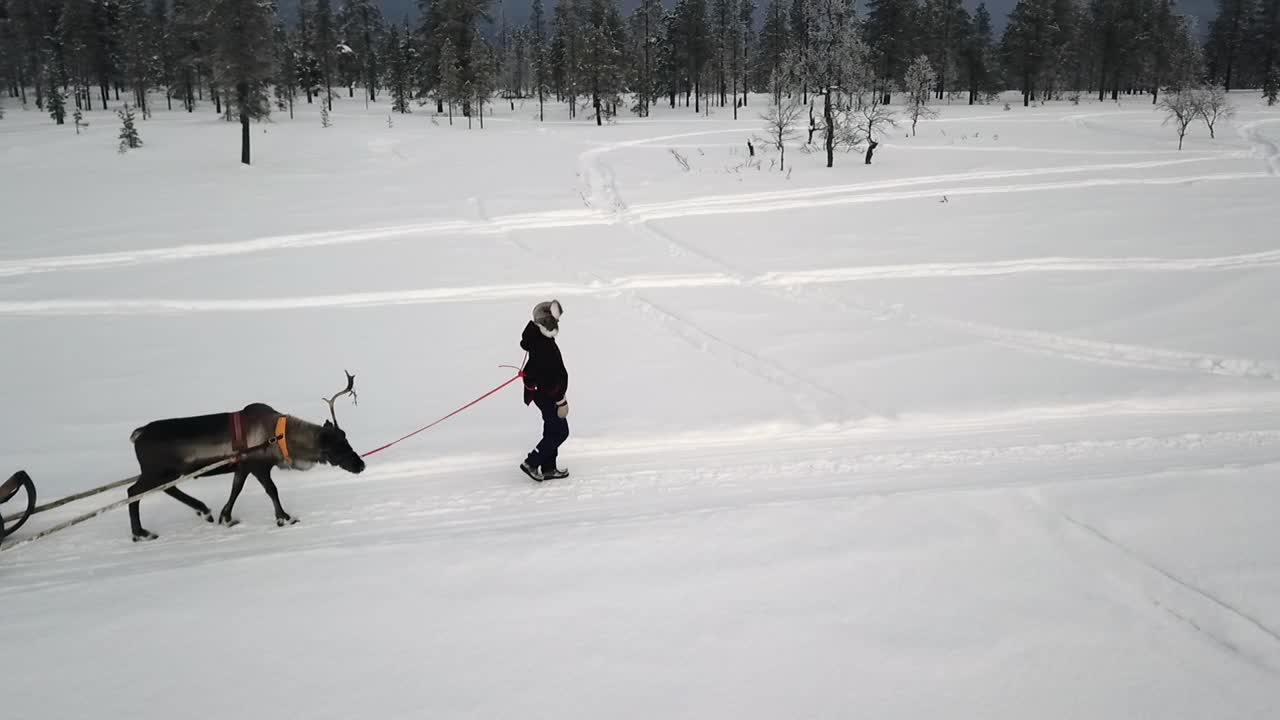 Droneutsikt over reinsledekjøring i Saariselkä, Lappland, Finland