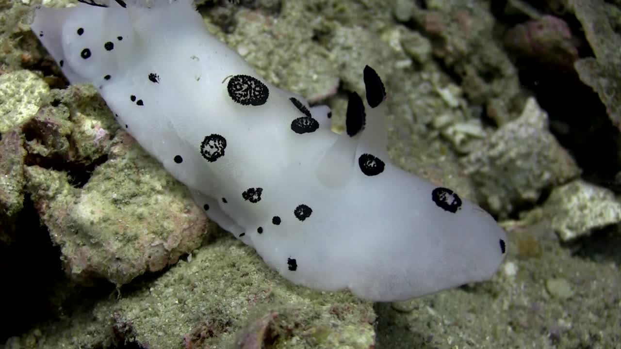 jorunna funebris nudibranquio-3