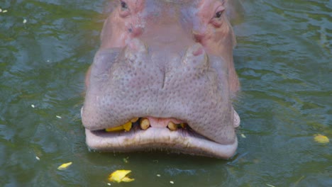 Hippopotamus eating flowers in water