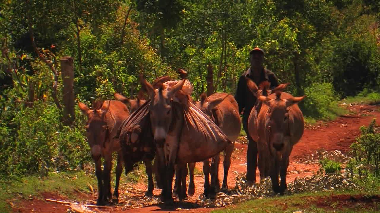un hombre camina por un camino rural con unas mulas