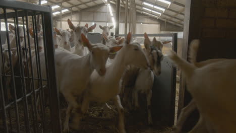 a herd of goats walking through a barn to get milked