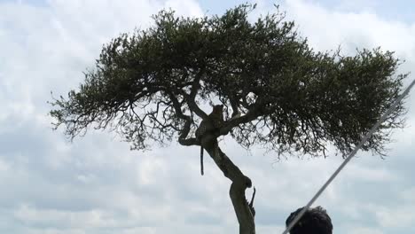 Backlit-silhouette-of-a-leopard-perched-on-an-acaia-tree,-Maasai-Mara,-Kenya,-Africa