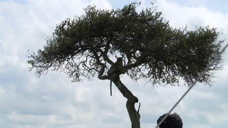 silueta retroiluminada de un leopardo encaramado en un árbol de acaia, maasai mara, kenia, áfrica