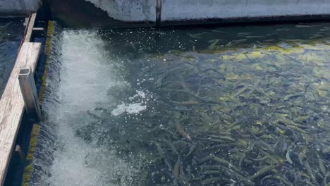 fillmore fish hatchery in fillmore, california