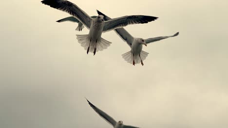 seagulls flying in the sky, the flock of birds flying against a cloudy sky backdrop, majestic slow motion, and cinematic bird capture