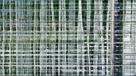 crops through clear greenhouse roof in surrey, bc, canada