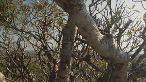 Un-Primer-Plano-Del-Grueso-Tronco-De-Un-árbol-En-Un-Bosque-De-Manglares,-Que-Se-Desliza-Y-Revela-La-Densa-Vegetación-Y-El-Paisaje-Tropical-De-Panjim,-Goa,-India