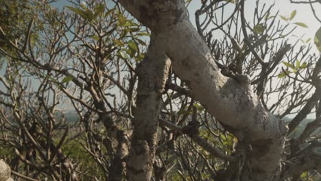 un primer plano del grueso tronco de un árbol en un bosque de manglares, que se desliza y revela la densa vegetación y el paisaje tropical de panjim, goa, india