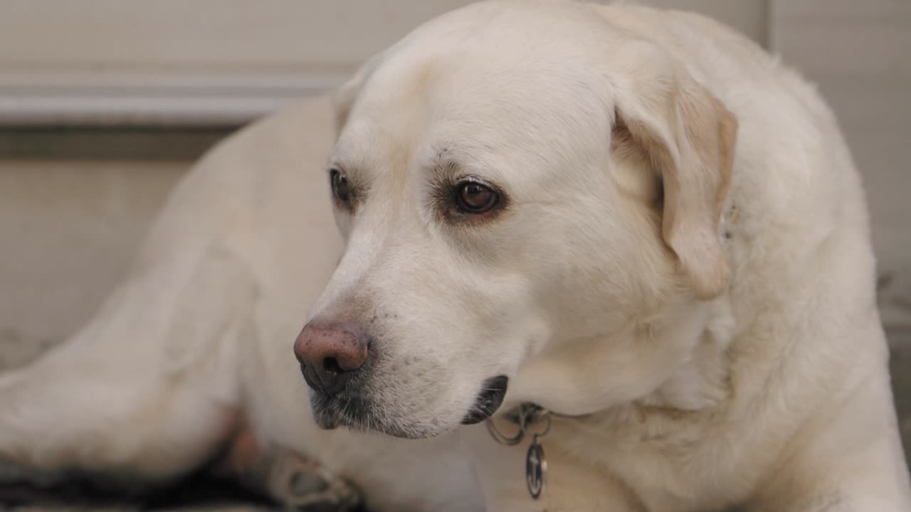 White Labrador Resting