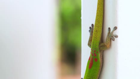 Gold-Dust-Day-Gecko-standing-still