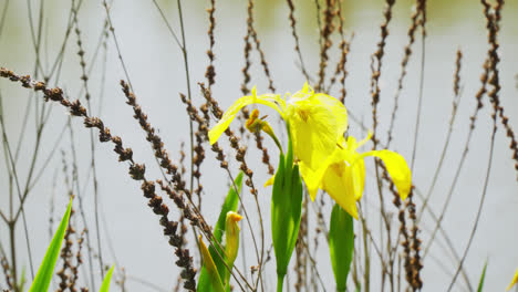 iris pseudacorus, la bandera amarilla, el iris amarillo o la bandera de agua, es una especie de planta con flores de la familia de las iridas