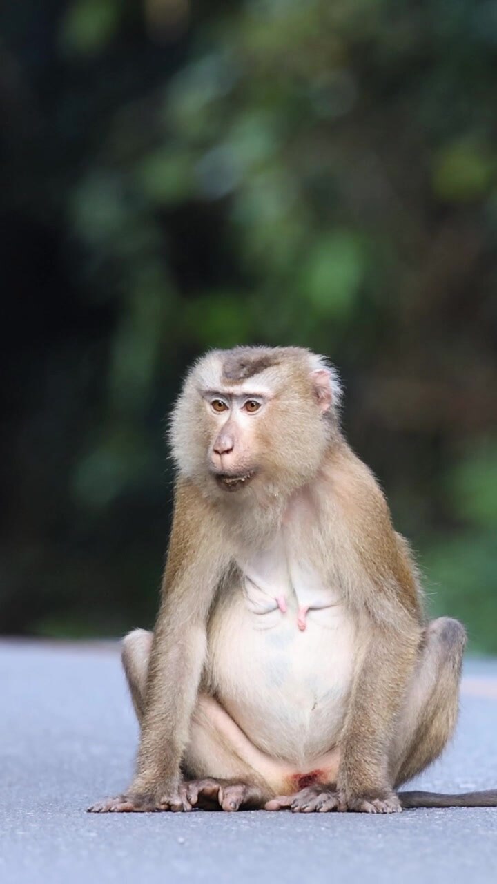 A monkey walks across a road cautiously