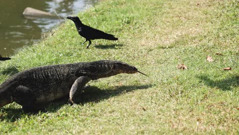 a bird approaches and flies over an alligator.