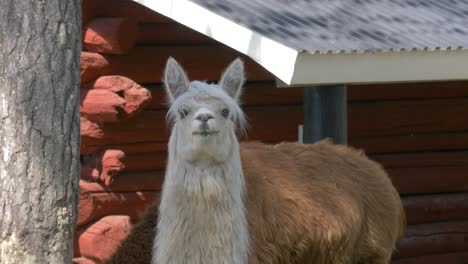 Inländisches-Alpaka,-Das-Auf-Einer-Ranch-Steht---Statische-Mittlere-Aufnahme