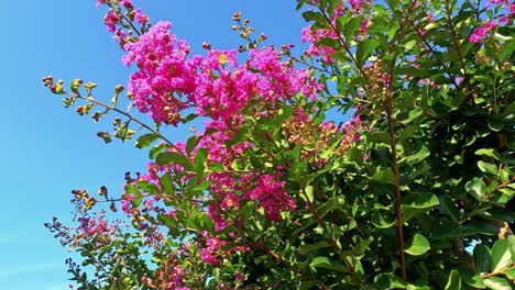 bright pink flowers against a clear blue sky