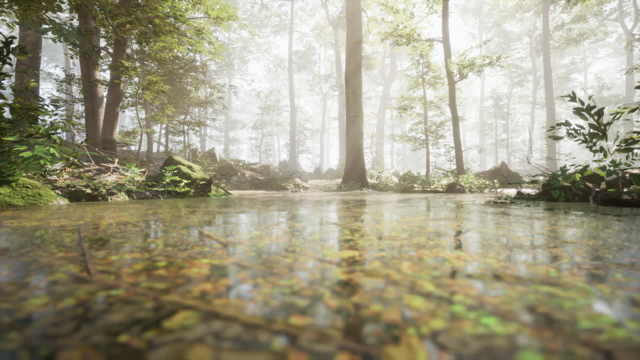 안개가 가득한 숲길