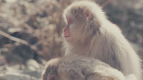 old female snow monkey grooming baby japanese macaque