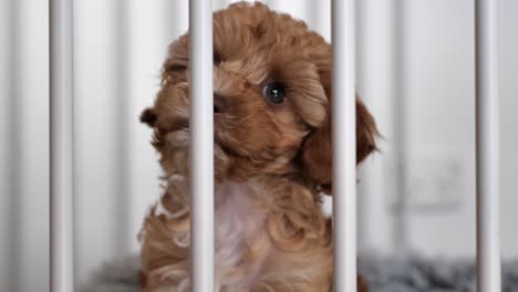 vista frontal de caramelo marrón cavoodle cachorro detrás de juego pluma girando la cabeza hacia la izquierda y la derecha curiosamente, tiro apretado imágenes en cámara lenta baja profundidad de campo