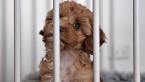 front view of caramel brown cavoodle puppy dog behind play pen turning head left and right curiously, tight shot slow motion footage low depth of field