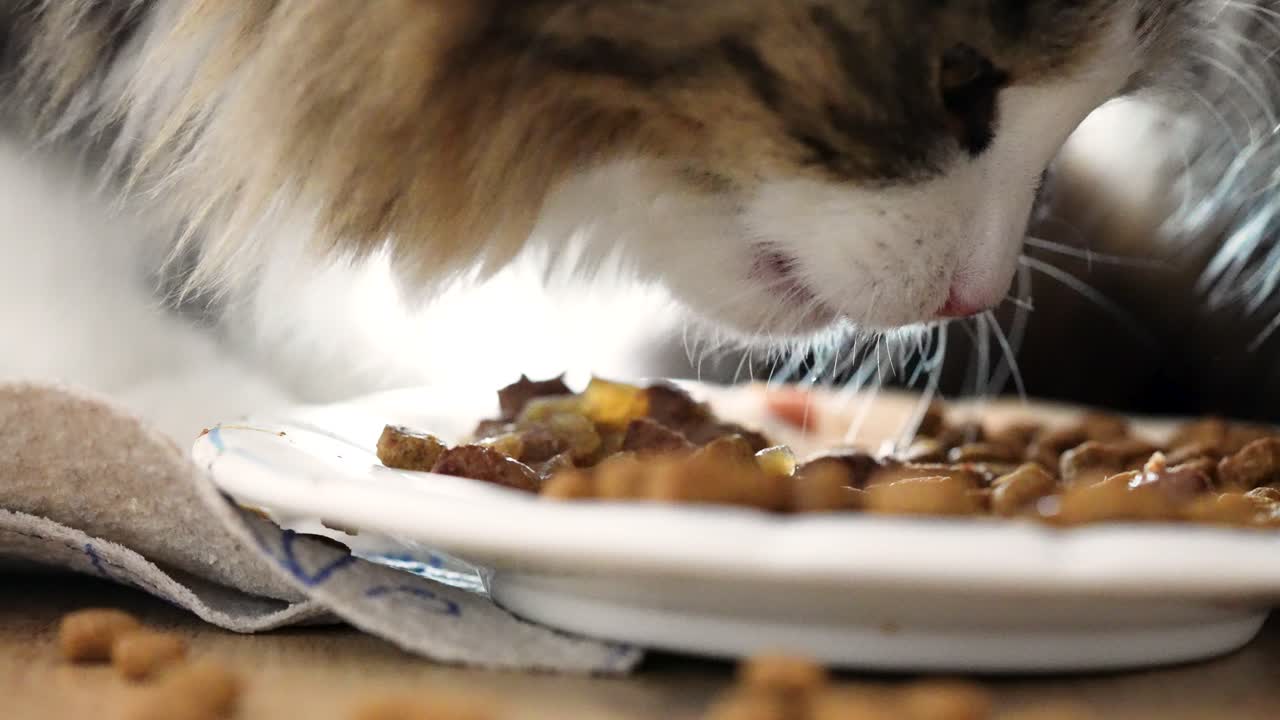 Nahaufnahme einer Europäischen Kurzhaar-Katze, die in Innenräumen von einem Teller frisst. Feine Details der Schnurrhaare, der Schnauze und subtile Kaubewegungen in einem ruhigen, alltäglichen Moment der Fütterung zu Hause