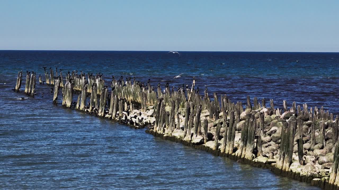 los restos de lo que una vez fue un viejo puente construido sobre pilas de piedra y madera hacia el mar báltico, las aves se establecieron al final del puente