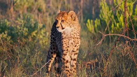 cheetah cub in the african savanna