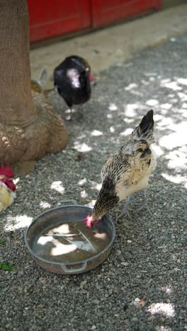 chickens drinking water