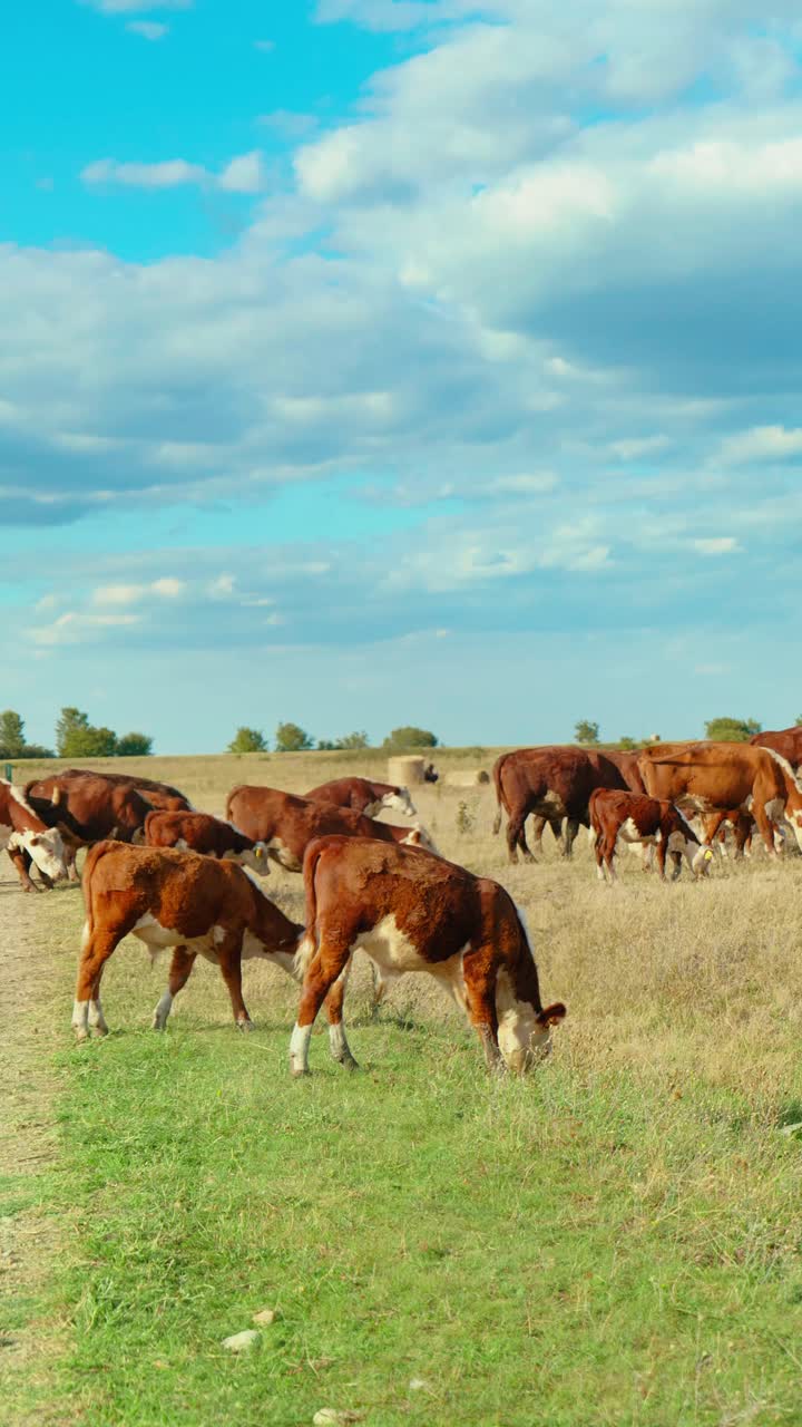 una escena rural pacífica con vacas pastando en un prado verde bajo un cielo azul