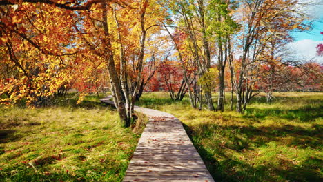 walking around the kejimkujik national park in autumn. trail view of the forest trees and colorful foliage. fall colors. sun rays coming through the leaves. peaceful discovery of nature.