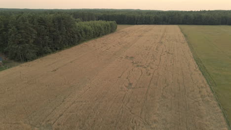 Un-Campo-De-Cereal-Destruido-Por-Animales,-Muchos-Rastros-De-Animales-En-La-Superficie-Del-Campo,-Cerca-Del-Bosque-Verde