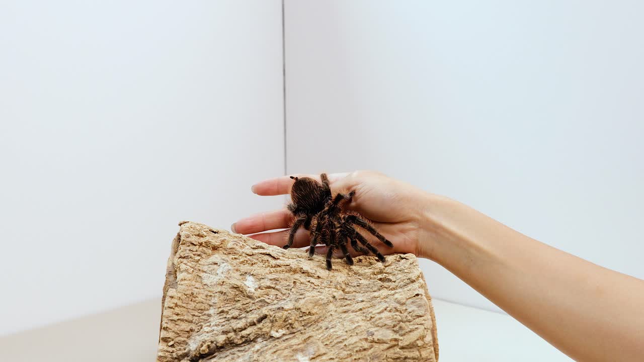 A tarantula moves across a hand in a simple, well-lit environment, highlighting its natural behavior and interaction