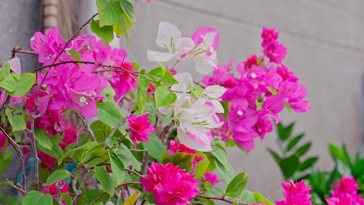 campo de flores bougainvillea glabra al atardecer