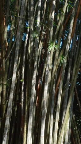 bamboo forest