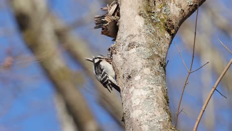 Ein-Flaumspecht,-Der-In-Der-Rinde-Eines-Baumes-Nach-Insekten-Jagt