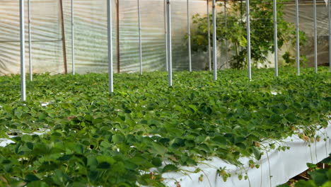 Greenhouse-with-organic-production-of-strawberries-growing-in-rows