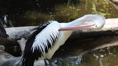 pelican preening feathers on log beside tropical pond