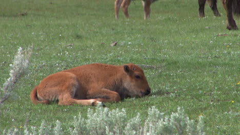 a baby bison lies in a field