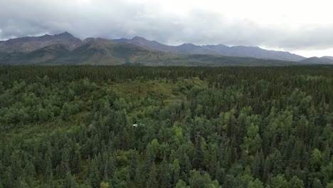 pure wilderness. forrest in alaska. beautiful landscape