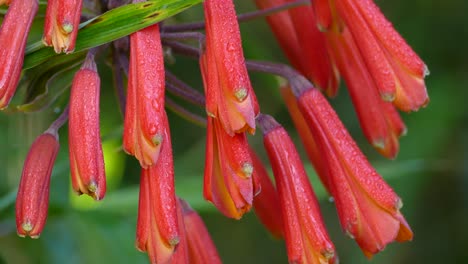 Close-up-of-exotic-red-flowers-in-the-jungle,-isolated