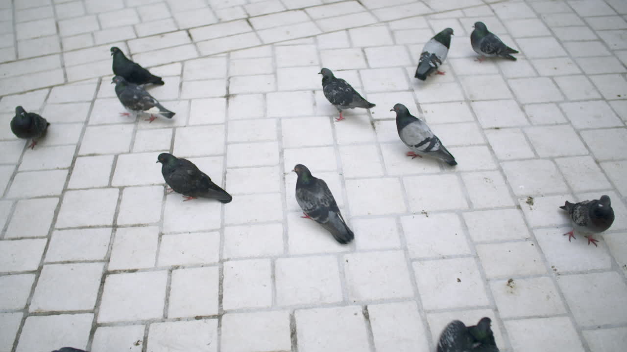 Close-up of pigeons searching for food on cobblestones